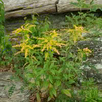 بذور عصا الذهب القضبان الذهبية