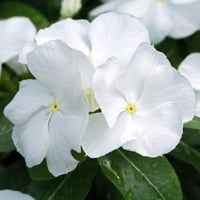 بذور البفتة البيضاء فينكا