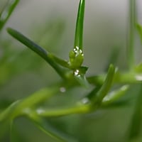 بذور عشبة الملح