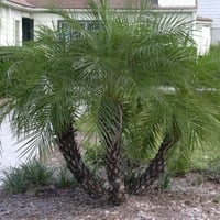 جملة 300 بذرة من نخيل روبليني