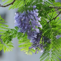 بذور شجرة جاكرندا البنفسجية