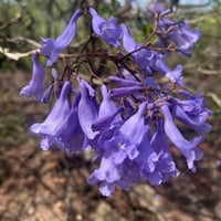 بذور شجرة جاكرندا البنفسجية