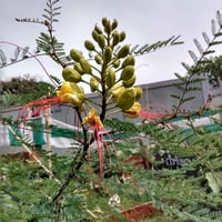 جملة 300 بذرة من بذور شجرة الطاووس سلسبينيا الصفرا...