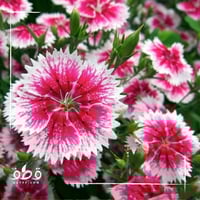 بذور القرنفل الصيني ديانتس