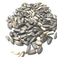 بذور دوار الشمس الأحمر الكرزي