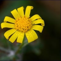 بذور الجرجار أو النوير