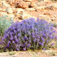 بذور العهينة البرية