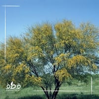 جملة 500 بذرة من طلح الفتنة فرنسيانا