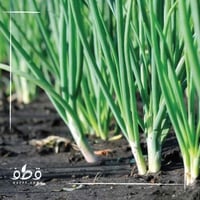 بذور بصل اخضر بلدي