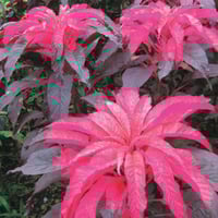 بذور امرنتس ثلاثي الألوان