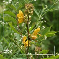 بذور كاسيا اوكدنتاليس سنا القهوة