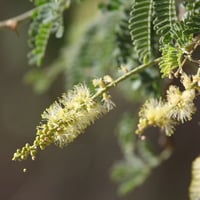 بذور شجرة السنط الابيض النادر