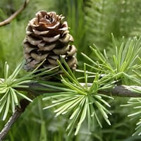 بذور الصنوبر الياباني