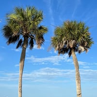 بذور نخيل سابال ذيل الطاؤوس