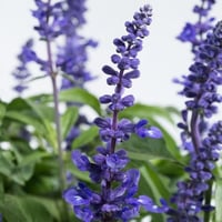 جملة 500 بذرة من زهرة سالفيا الزرقاء