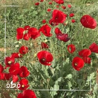 جملة 10000 بذرة من زهرة الديدحان الاحمر شقائق النع...