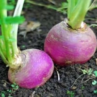 بذور لفت سلجم