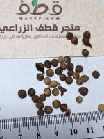 جملة 300 بذرة من شجرة السرح