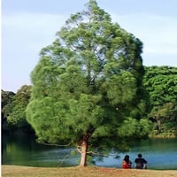 بذور الاثل الامريكي كازورينا