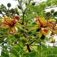 بذور شجرة الرنف النادرة