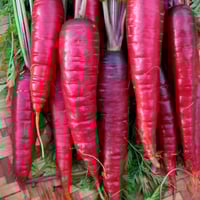 بذور الجزر الارجواني الأحمر