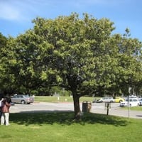 بذور الفلفل البيروفي عريض الأوراق