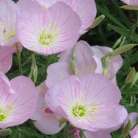 بذور زهرة الربيع المسائية الوردية