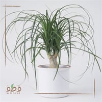 نولينا للزراعة الداخلية