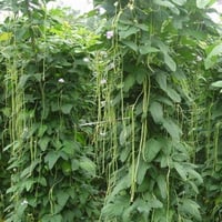 بذور اللوبيا الطويلة