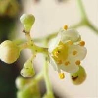 بذور الفلفل البيروفي نحيل الأوراق