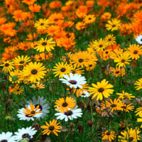 بذور زهور الاقحوان الافريقي ديمورفوتيكا مكس