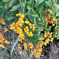 بذور شجيرة دورانتا شجرة البخور