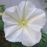 بذور متسلقة زهرة القمر ايبوميا ألبا