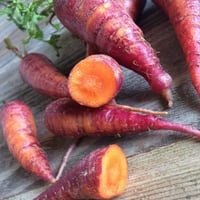 بذور الجزر الارجواني الأحمر