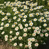 بذور اقحوان المروج