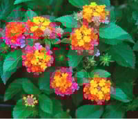 جملة 500 بذرة من لانتانا كمارا زهرة مينا