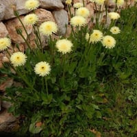 بذور زهرة العضيد البرية أو العضيض