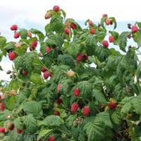 بذور توت العليق