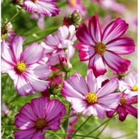 بذور زهرة كوزموس البيضاء بأطراف ارجوانية