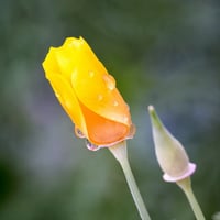 بذور ديدحان كاليفورنيا الذهبي الاصفر