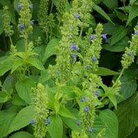 بذور الشيا البلدي