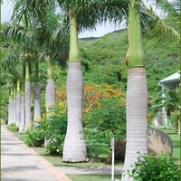 بذور نخيل ملوكي