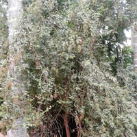 بذور شجرة الحناء