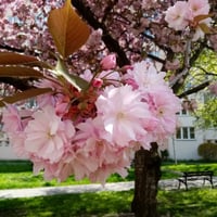 بذور شجرة ساكورا الكرز الياباني المزهر