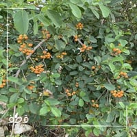 بذور بمبر بري الاسحل