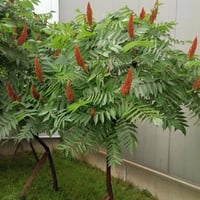 بذور السماق