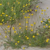 بذور القريص البري ( قرقاص )