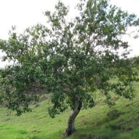 بذور الجوافة الحمراء