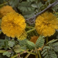 بذور طلح السلم البري