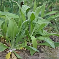 بذور عشبة لسان الحمل